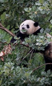 Preview wallpaper panda, animal, tree, branches