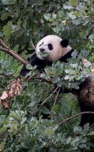 Preview wallpaper panda, animal, tree, branches