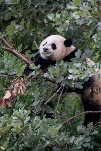 Preview wallpaper panda, animal, tree, branches