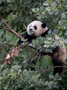 Preview wallpaper panda, animal, tree, branches