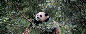 Preview wallpaper panda, animal, tree, branches