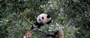 Preview wallpaper panda, animal, tree, branches