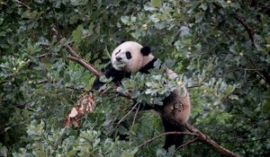 Preview wallpaper panda, animal, tree, branches