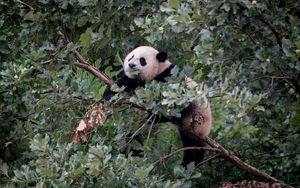 Preview wallpaper panda, animal, tree, branches