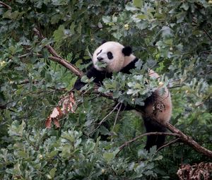 Preview wallpaper panda, animal, tree, branches