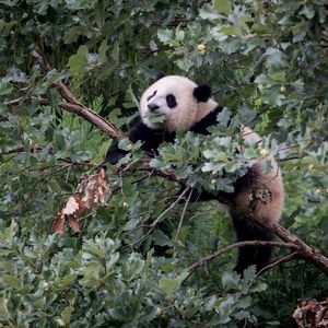 Preview wallpaper panda, animal, tree, branches