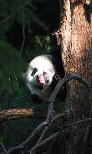 Preview wallpaper panda, animal, tree, leaves, protruding tongue, funny