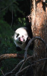 Preview wallpaper panda, animal, tree, leaves, protruding tongue, funny