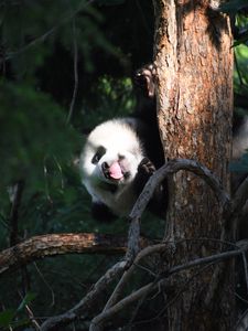 Preview wallpaper panda, animal, tree, leaves, protruding tongue, funny