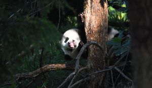 Preview wallpaper panda, animal, tree, leaves, protruding tongue, funny