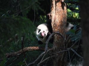 Preview wallpaper panda, animal, tree, leaves, protruding tongue, funny