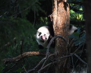 Preview wallpaper panda, animal, tree, leaves, protruding tongue, funny