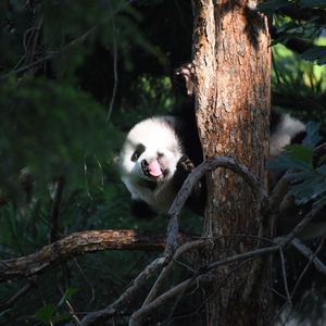 Preview wallpaper panda, animal, tree, leaves, protruding tongue, funny