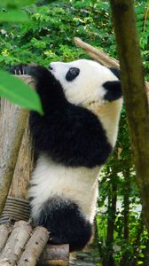 Preview wallpaper panda, animal, trees, leaves