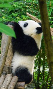 Preview wallpaper panda, animal, trees, leaves