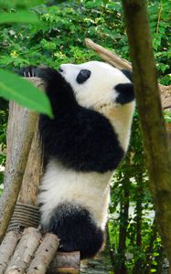 Preview wallpaper panda, animal, trees, leaves