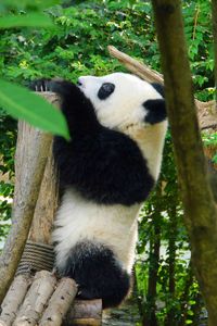 Preview wallpaper panda, animal, trees, leaves