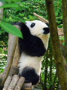 Preview wallpaper panda, animal, trees, leaves