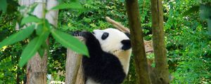 Preview wallpaper panda, animal, trees, leaves