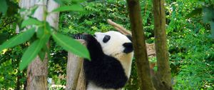 Preview wallpaper panda, animal, trees, leaves