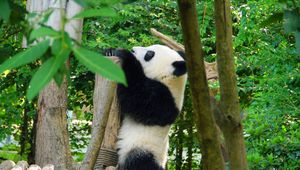 Preview wallpaper panda, animal, trees, leaves