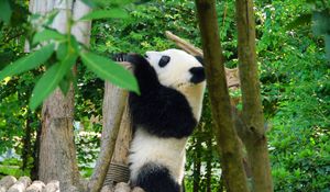 Preview wallpaper panda, animal, trees, leaves