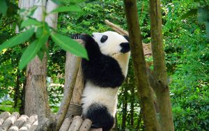 Preview wallpaper panda, animal, trees, leaves