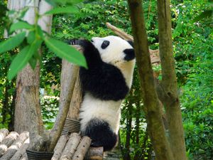 Preview wallpaper panda, animal, trees, leaves