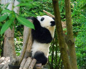 Preview wallpaper panda, animal, trees, leaves