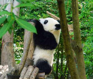 Preview wallpaper panda, animal, trees, leaves