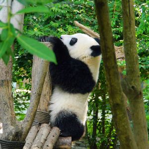 Preview wallpaper panda, animal, trees, leaves