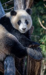 Preview wallpaper panda, animal, trees, branches