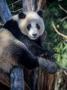 Preview wallpaper panda, animal, trees, branches