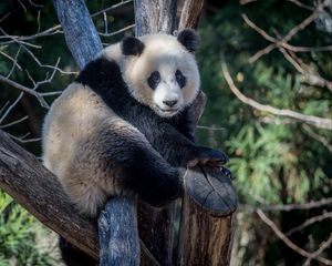 Preview wallpaper panda, animal, trees, branches