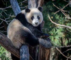 Preview wallpaper panda, animal, trees, branches