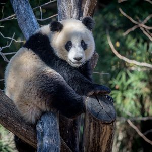 Preview wallpaper panda, animal, trees, branches