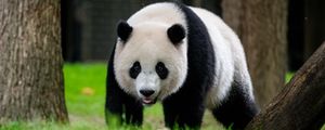 Preview wallpaper panda, animal, wildlife, grass