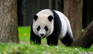 Preview wallpaper panda, animal, wildlife, grass