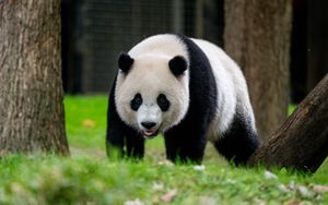 Preview wallpaper panda, animal, wildlife, grass