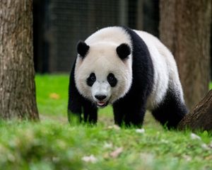 Preview wallpaper panda, animal, wildlife, grass
