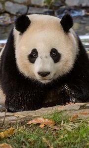 Preview wallpaper panda, animal, wildlife