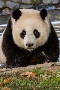 Preview wallpaper panda, animal, wildlife