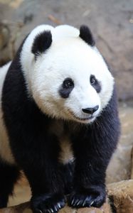 Preview wallpaper panda, animal, wildlife, cute