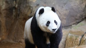 Preview wallpaper panda, animal, wildlife, cute