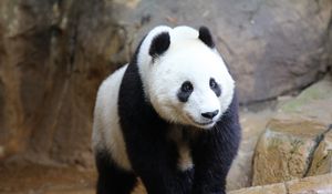 Preview wallpaper panda, animal, wildlife, cute