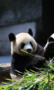 Preview wallpaper panda, animals, bamboo, leaves, cute