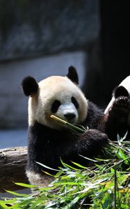 Preview wallpaper panda, animals, bamboo, leaves, cute