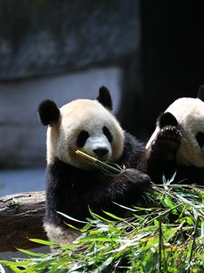 Preview wallpaper panda, animals, bamboo, leaves, cute