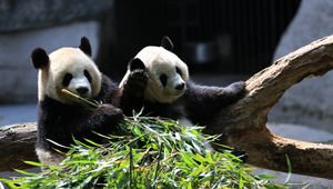 Preview wallpaper panda, animals, bamboo, leaves, cute