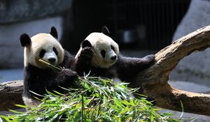 Preview wallpaper panda, animals, bamboo, leaves, cute